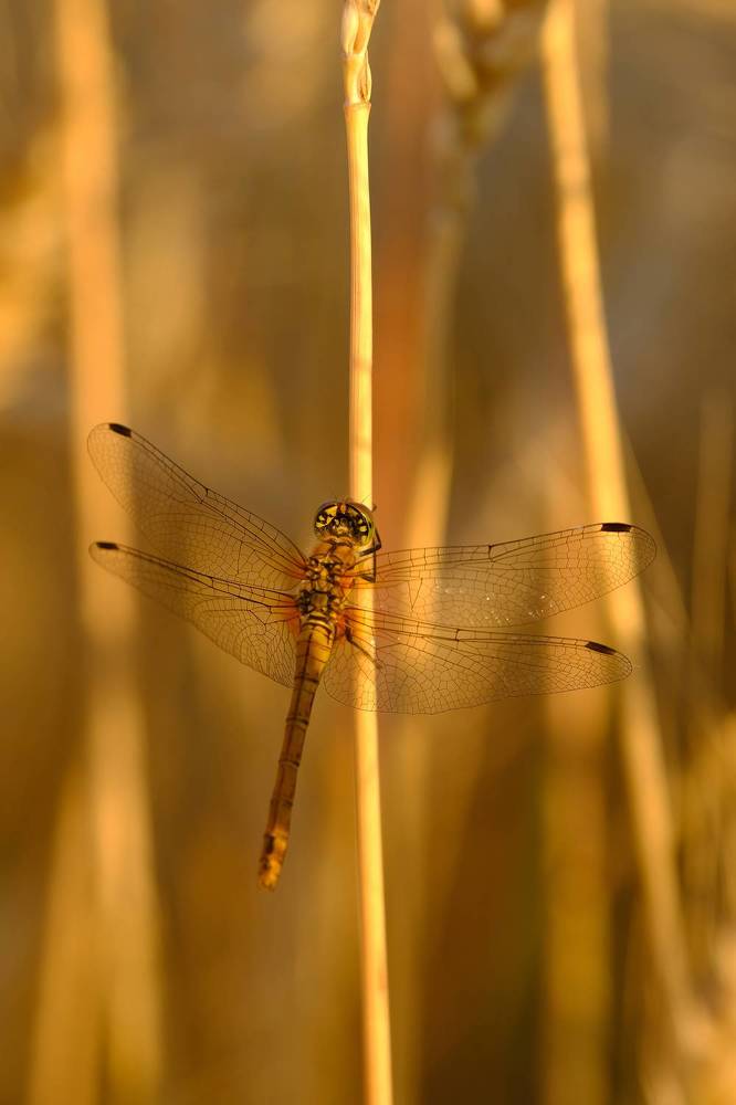 Фотография автора Александр Высоцкий