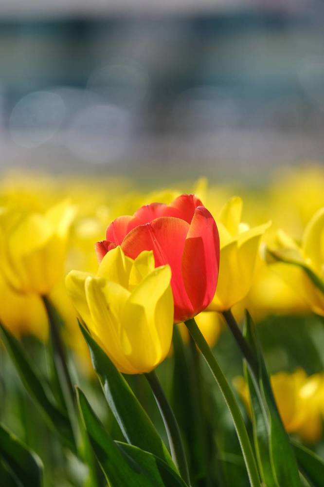 Фотография автора Александр Высоцкий