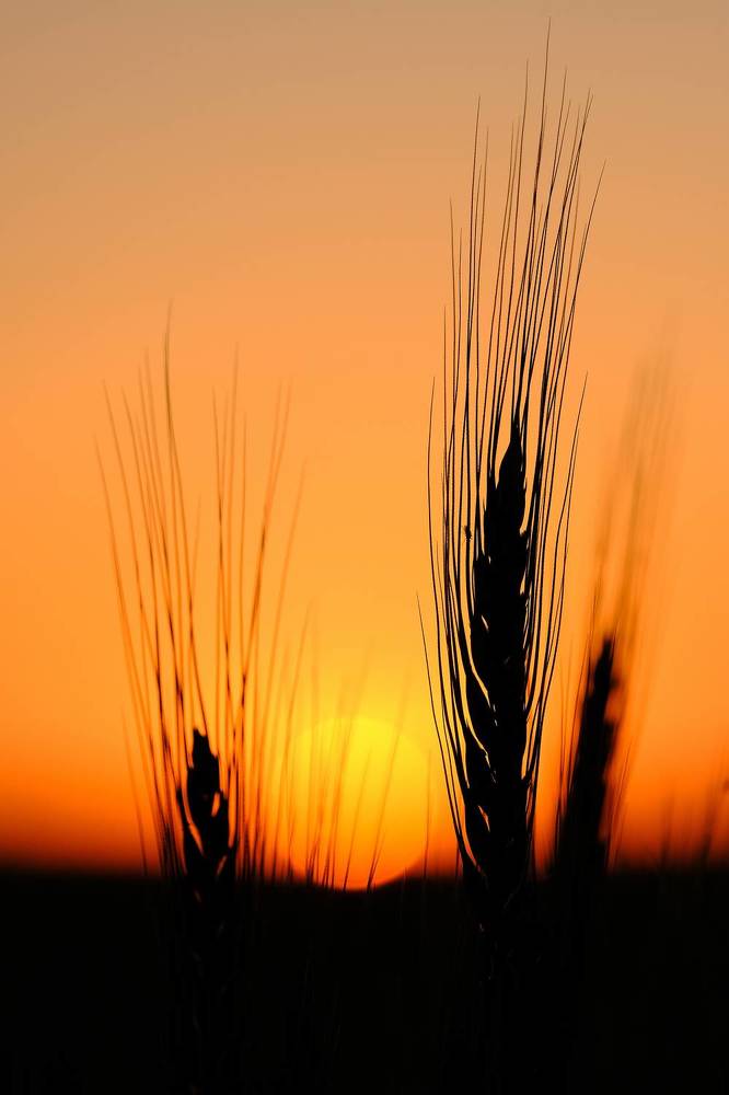 Фотография автора Александр Высоцкий