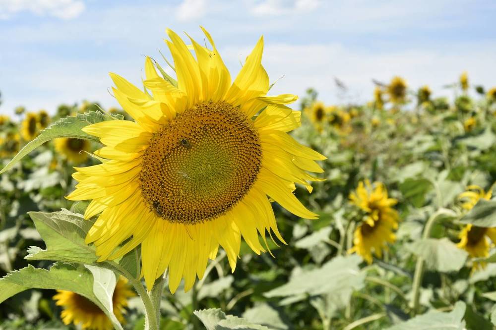 Photograph by Юлия Ю.