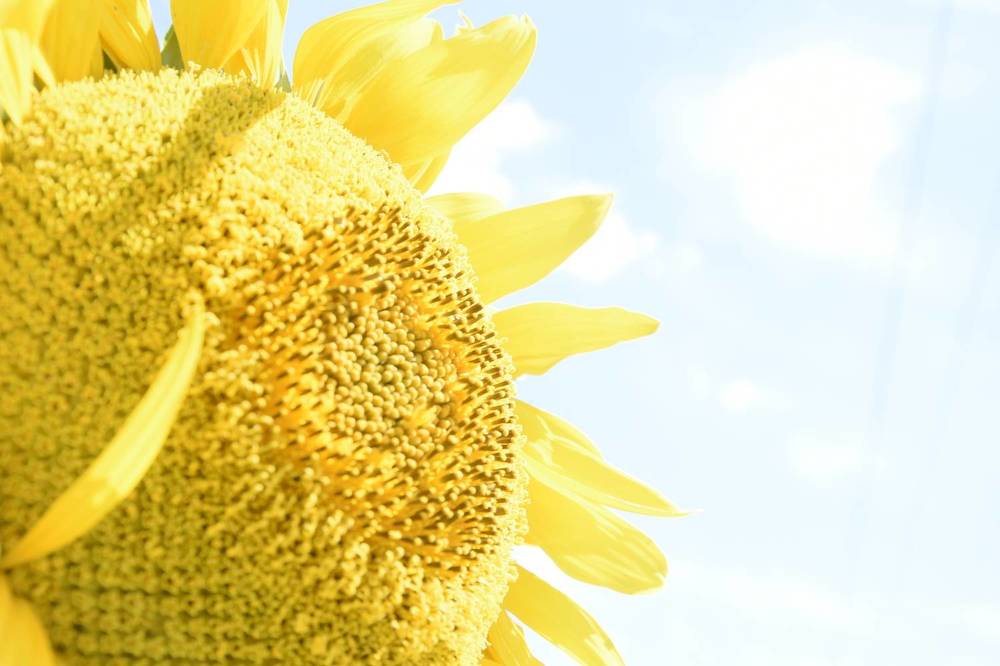 Photograph by Юлия Ю.