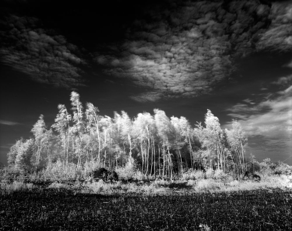 Березы на ветру