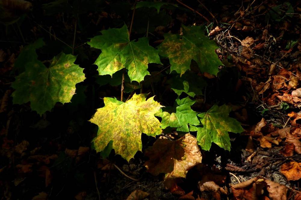 Photograph by Лада Денисова