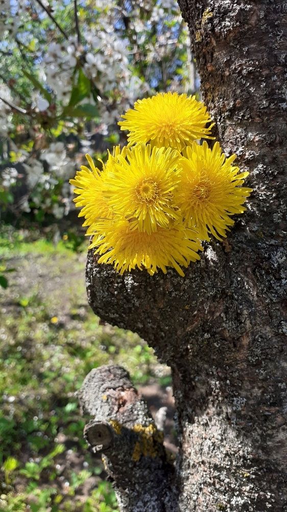 Photograph by Елена Лещева