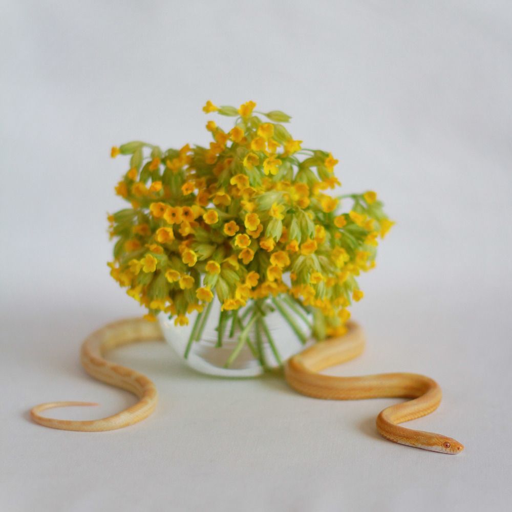 Photograph by Екатерина Родина