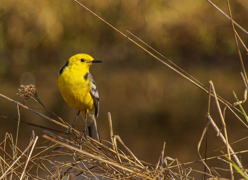 Желтоголовая трясогузка