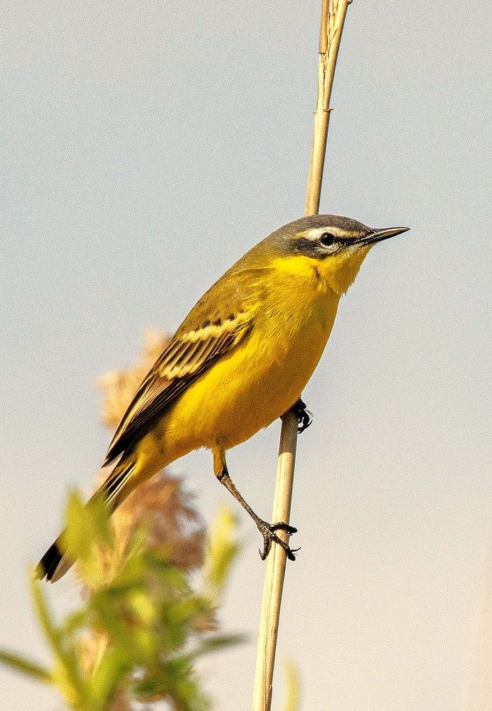 Желтая трясогузка