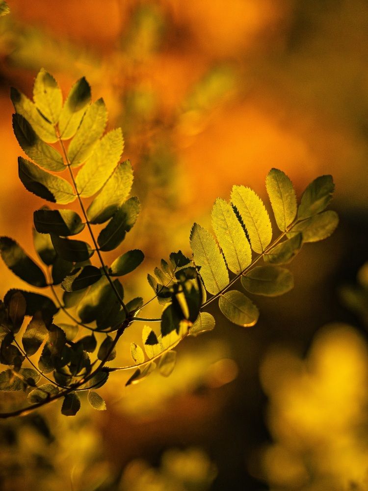 Ночная осень