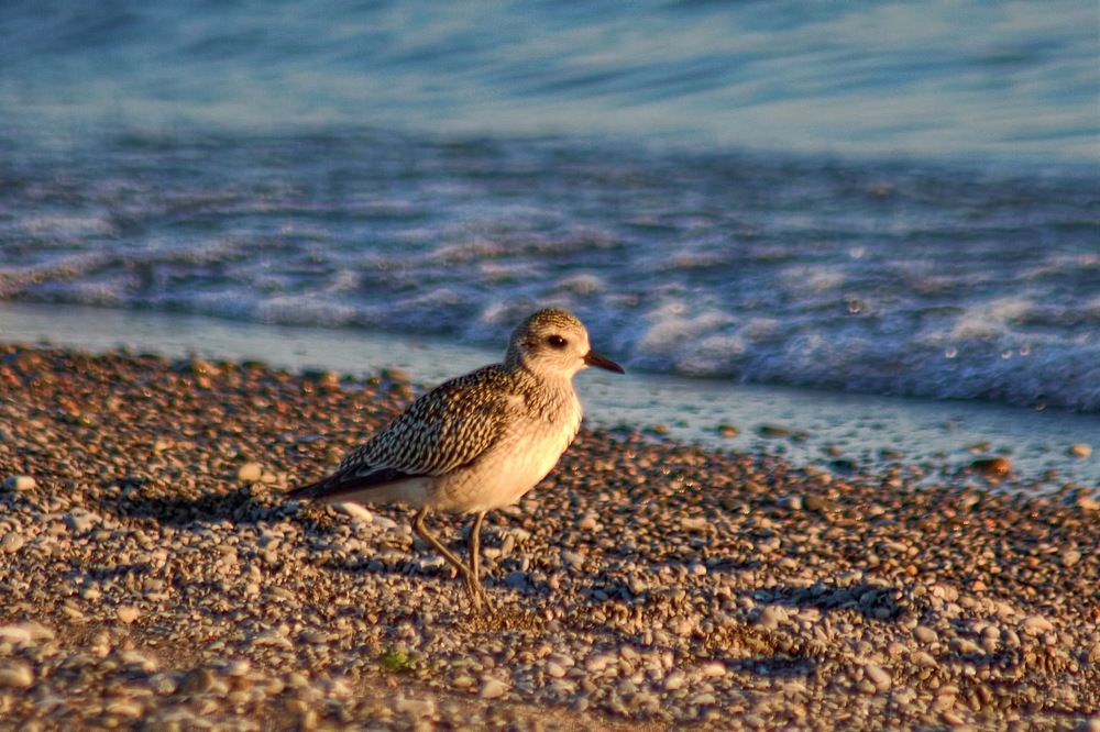 Photograph by A. G. Bisschop