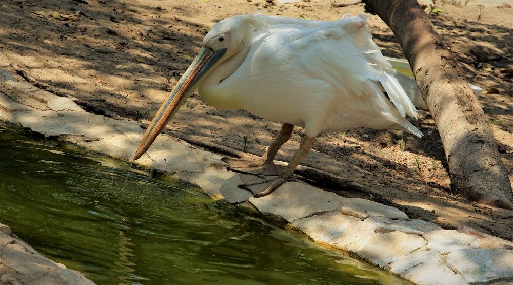 Photograph by Людмила Бутова