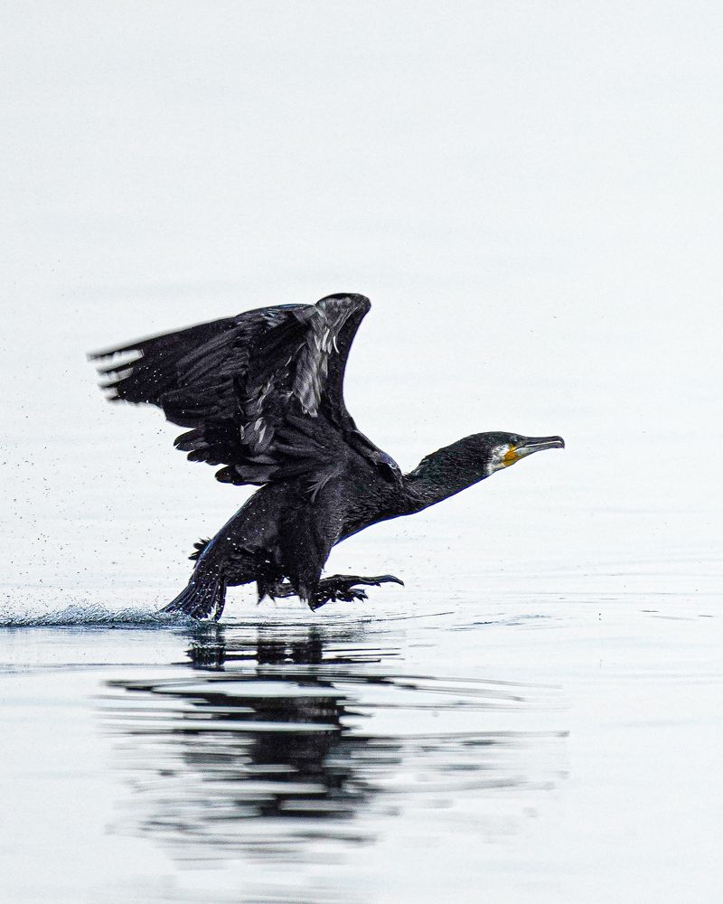 Фотография автора Оксана Дорн