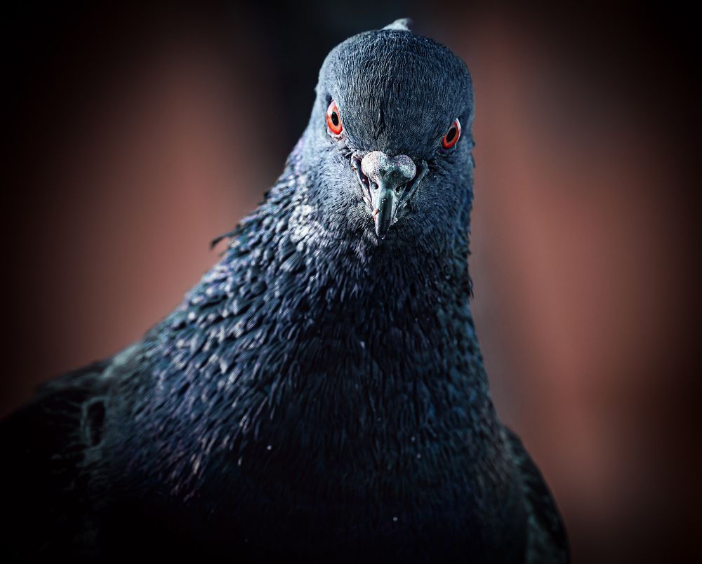 Photograph by Александр Данилов