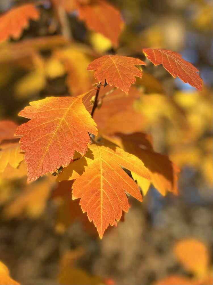 Фотография автора Юлия Новоселова