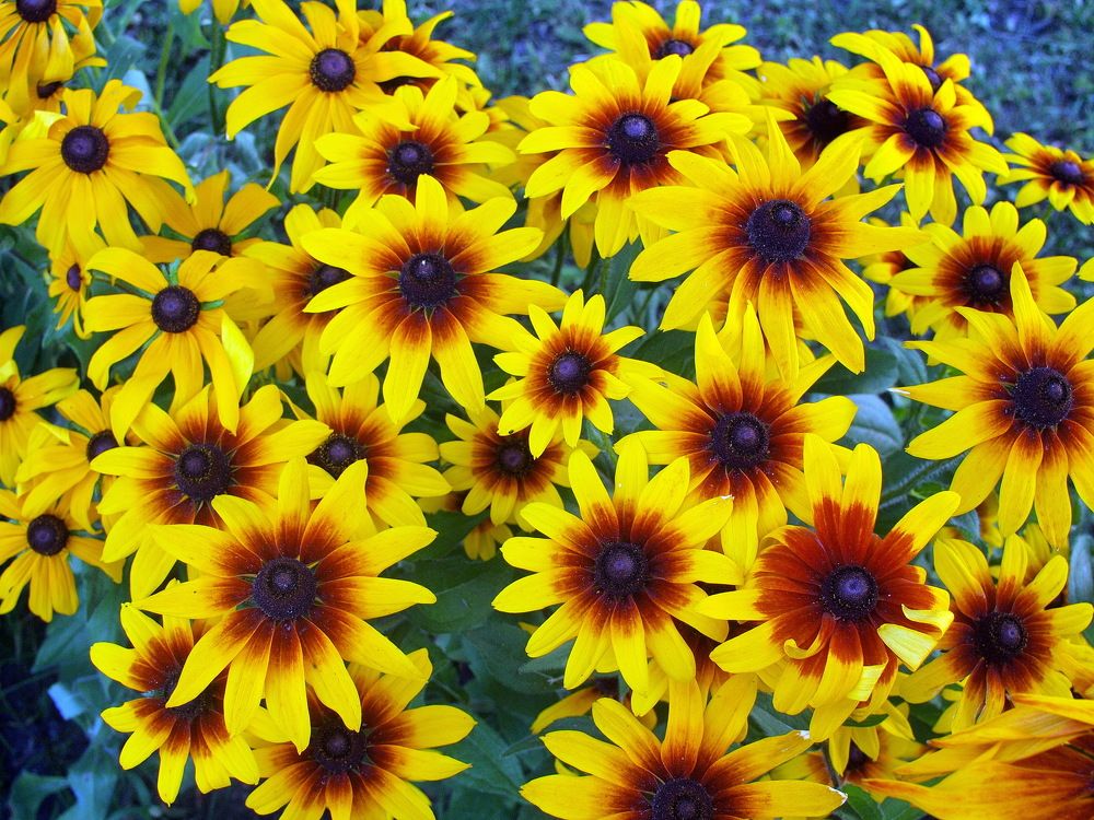 Photograph by Игорь Чеботарёв