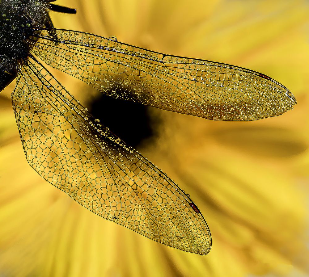 Photograph by Silvia Marcos