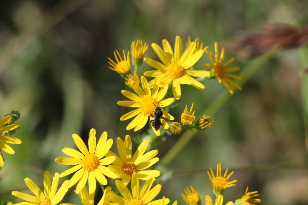 Фотография автора Данил Сорокин