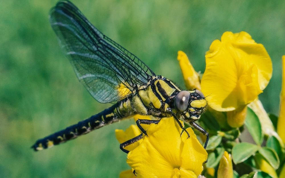 Фотография автора Николай Бологов