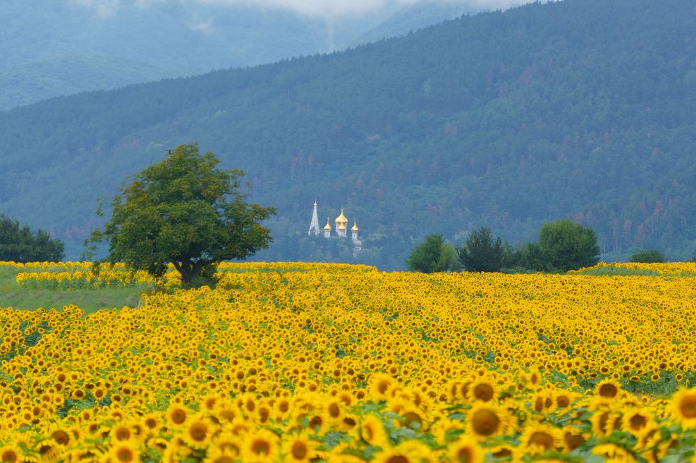 Фотография автора Julia A Caesar