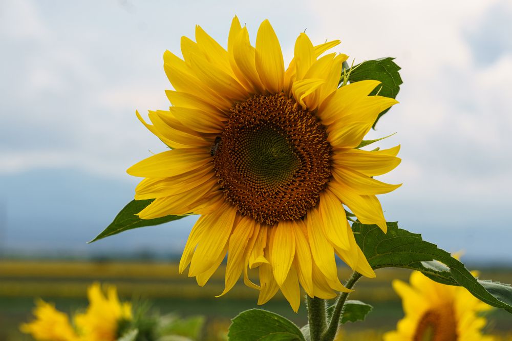 Фотография автора Julia A Caesar