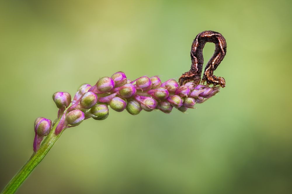 Photograph by Atul Saluja