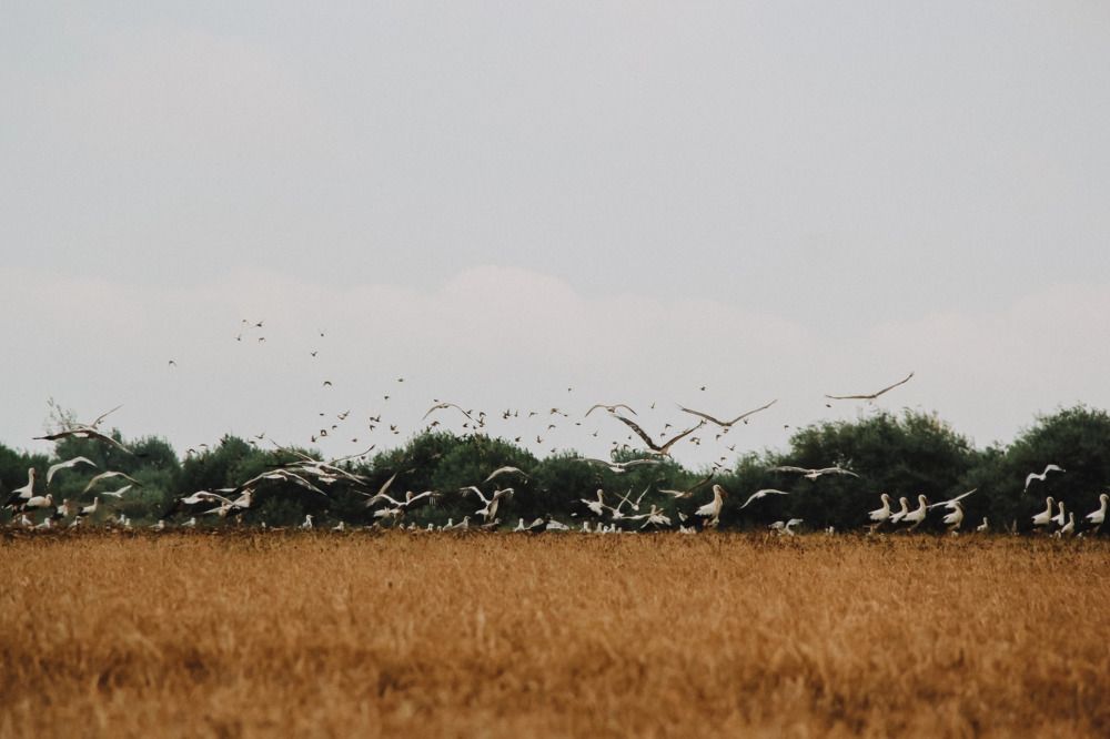 Фотография автора Алиса Исаева