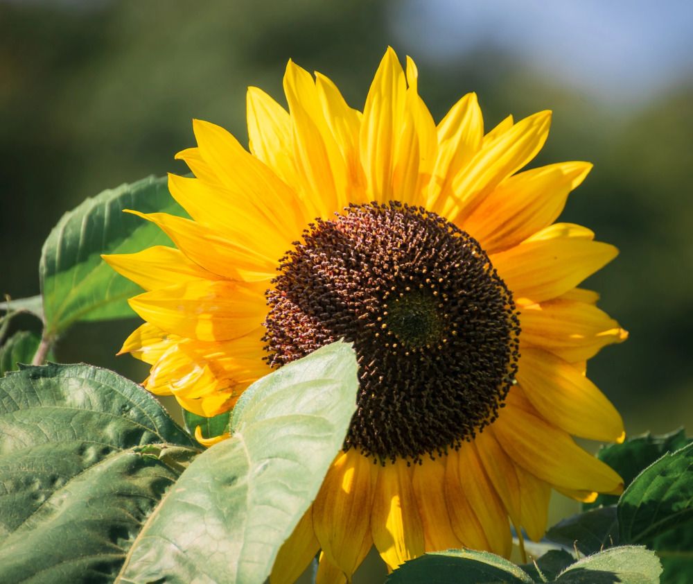 Photograph by Irina Luidinshina