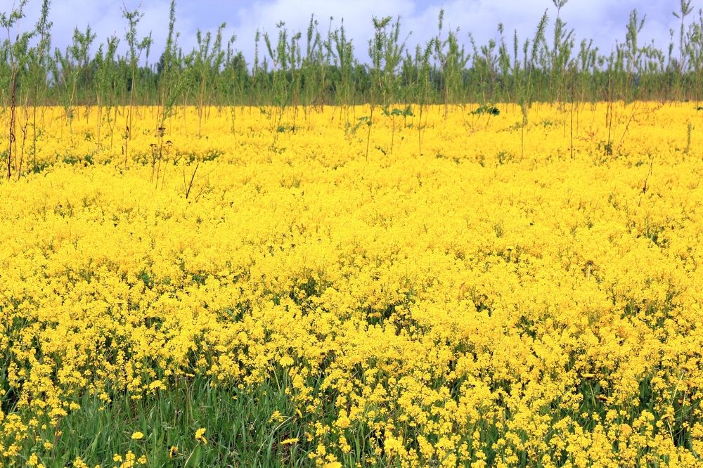 Photograph by Olga Bagaeva