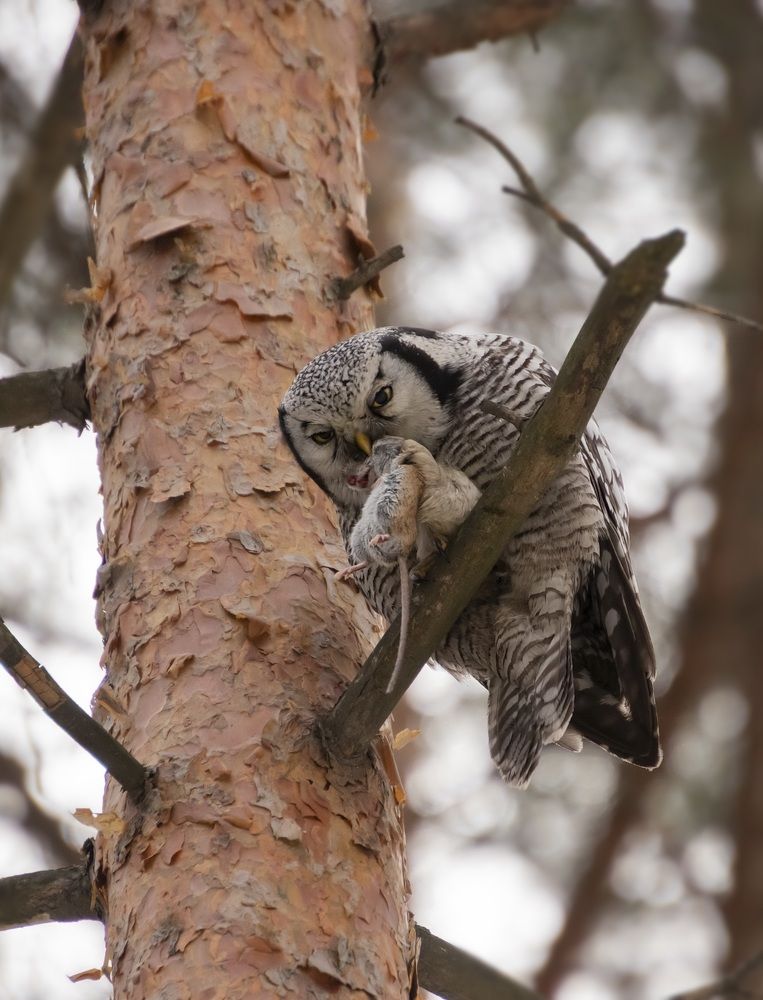 Ястребиная сова с добычей