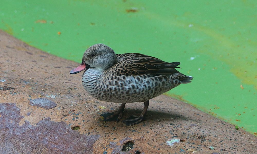 Фотография автора АЛЕКСАНДР ЦЫГЕЛЬНЮК