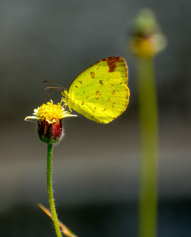 Photograph by Sudipto Chatterjee
