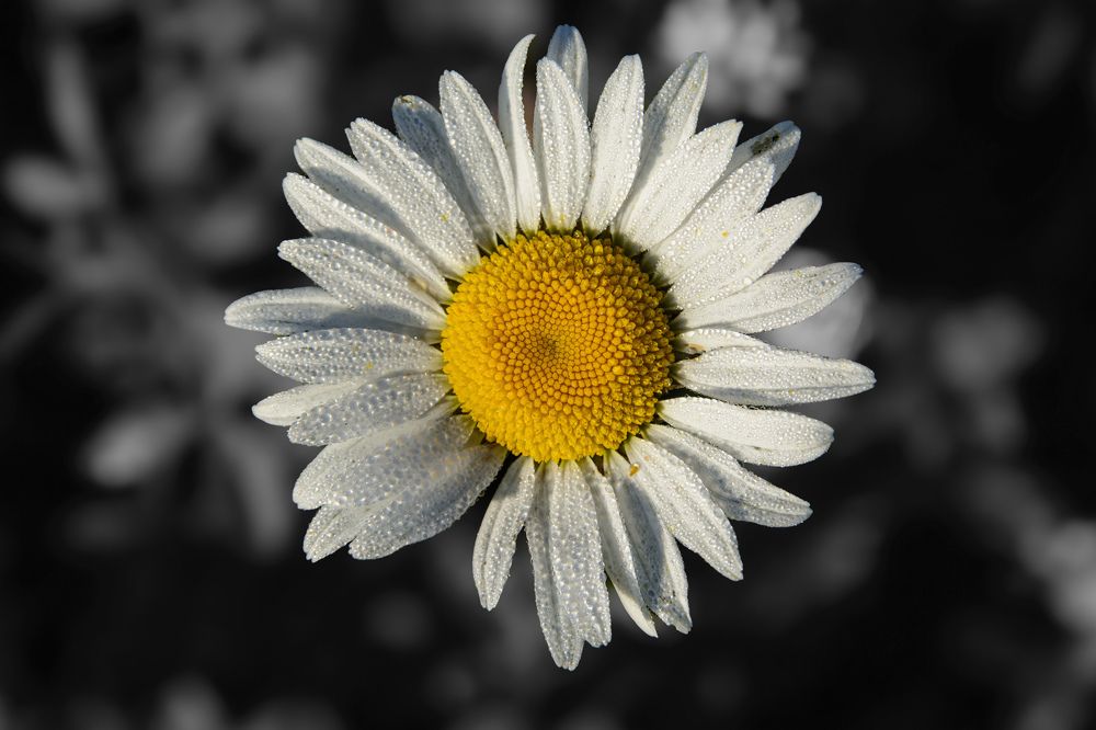 Photograph by Олег Бережных