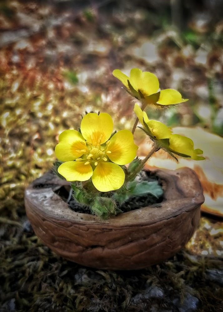 Фотография автора НАТАЛЬЯ СЕВЕР