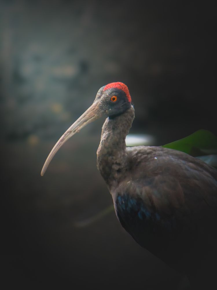 Ibis having some fun