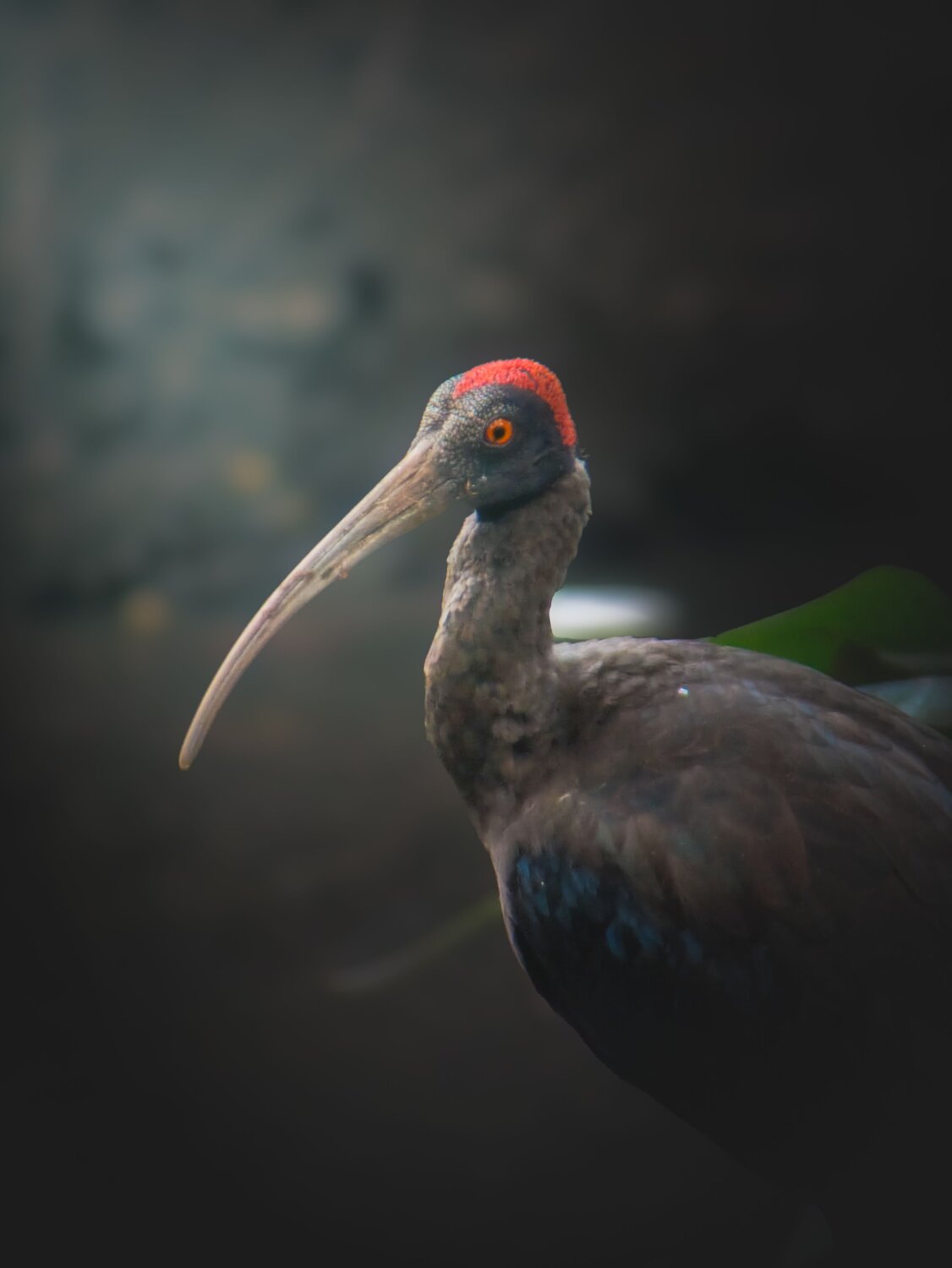 Ibis having some fun