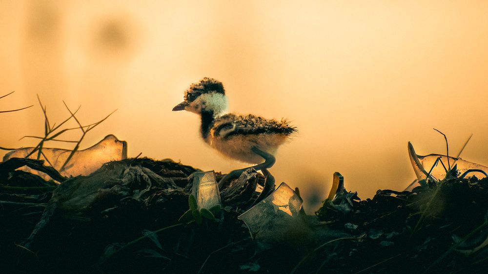 Photograph by Harina A