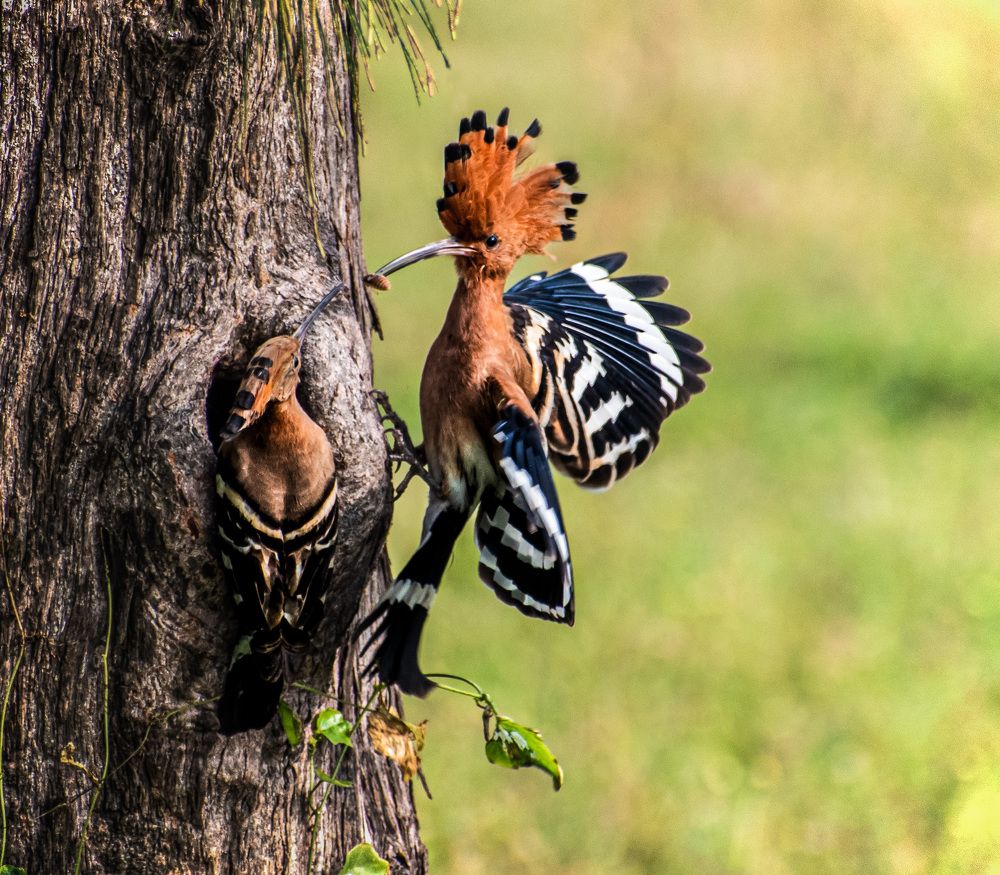 Photograph by Harina A