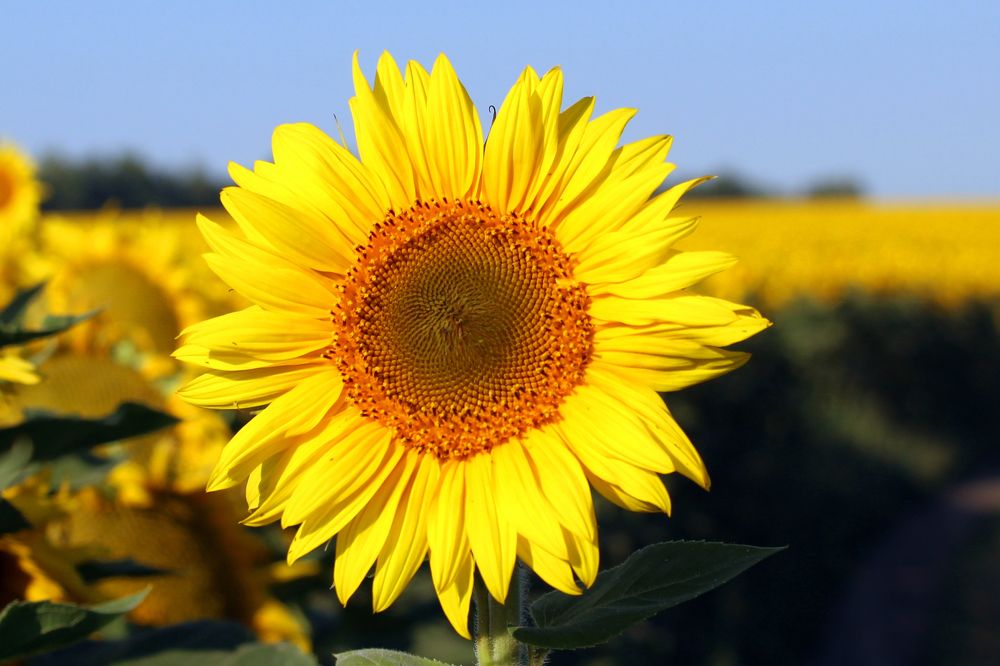 Символ лета