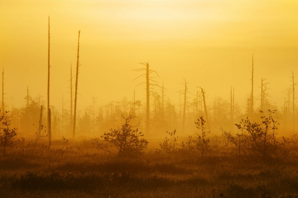 Photograph by Соколова Елена