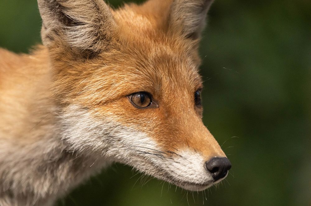 Photograph by Александр Щербаков