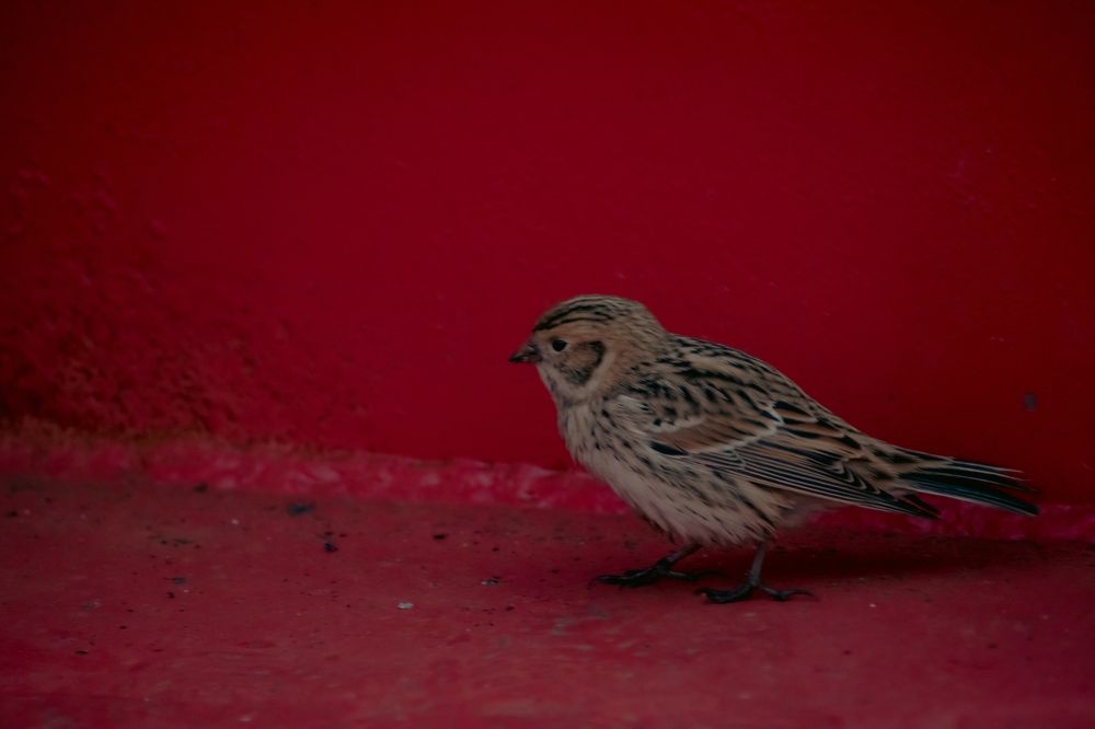 Photograph by Александр Фанталов