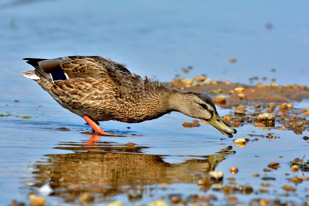 Photograph by Александр Зуев