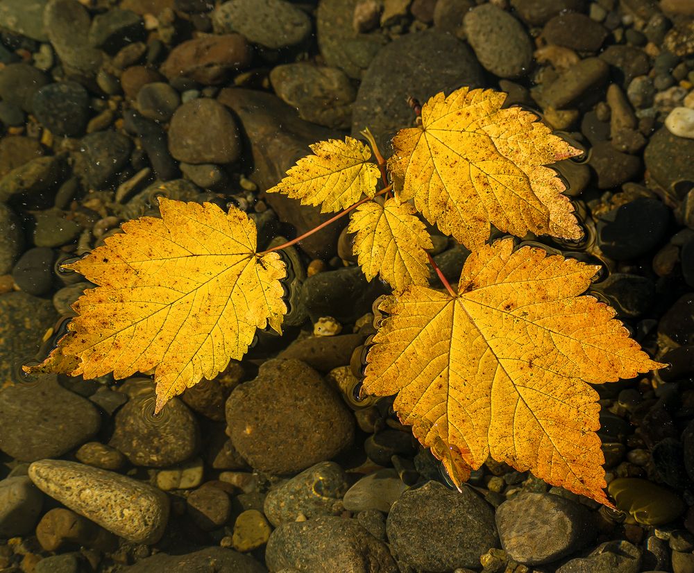 Листья на воде