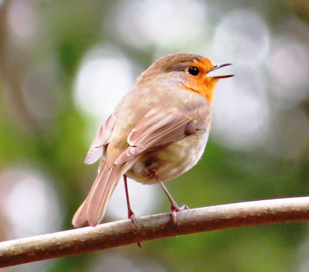 Поющая малиновка