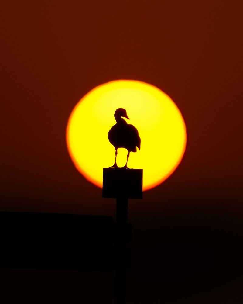 Фотография автора Joshy Varghese