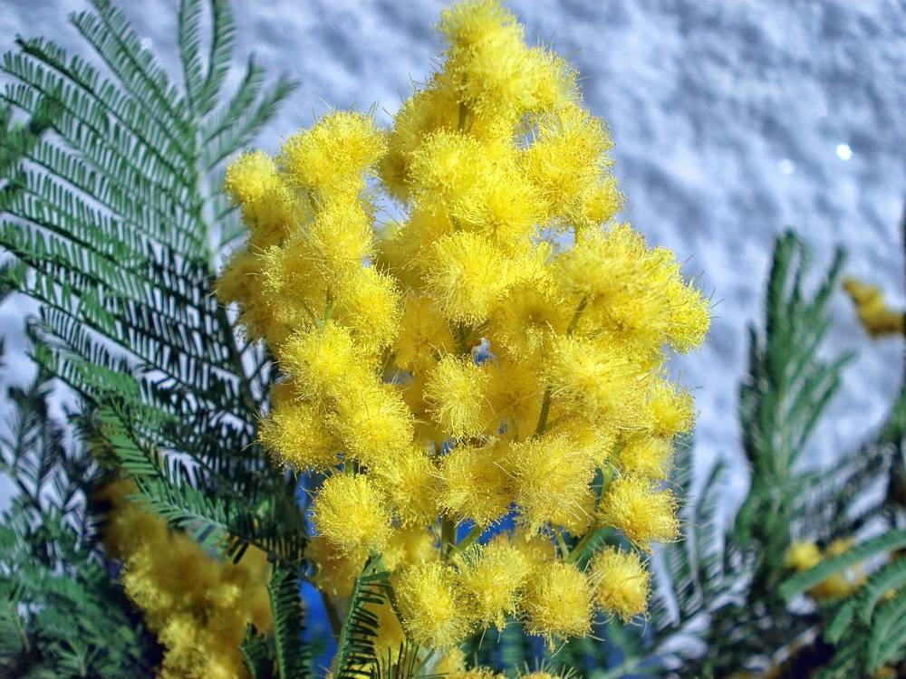 Photograph by София Гавриловна Вотякова