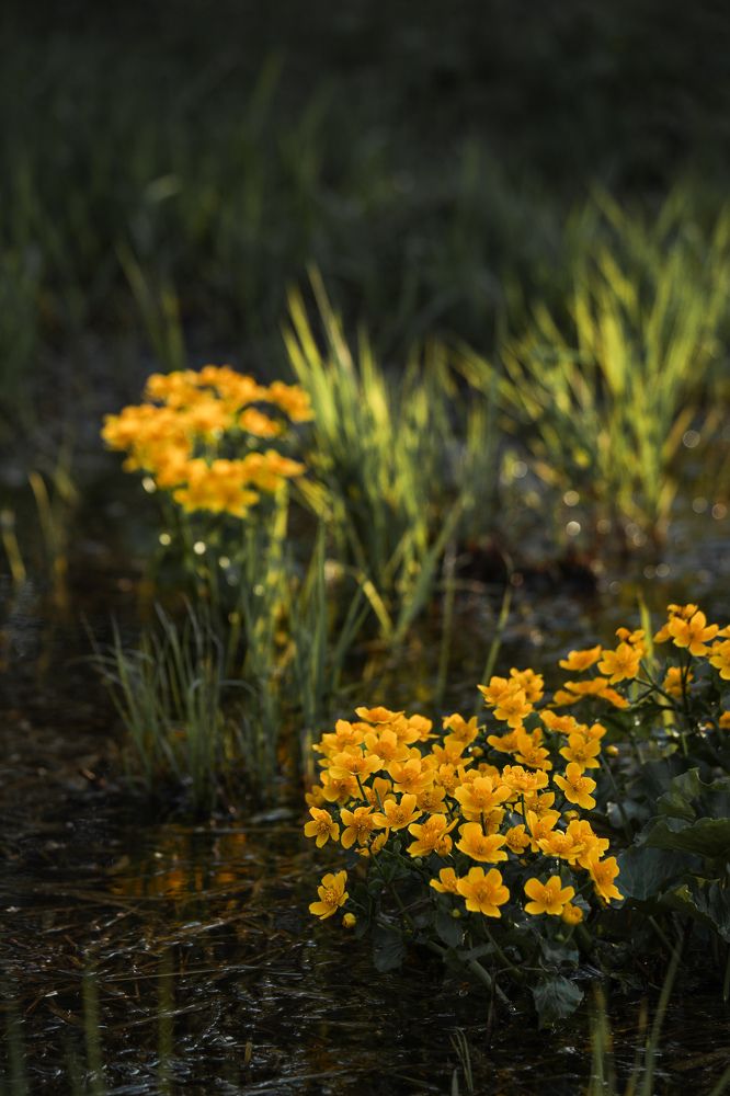 Photograph by Елена Маршавина