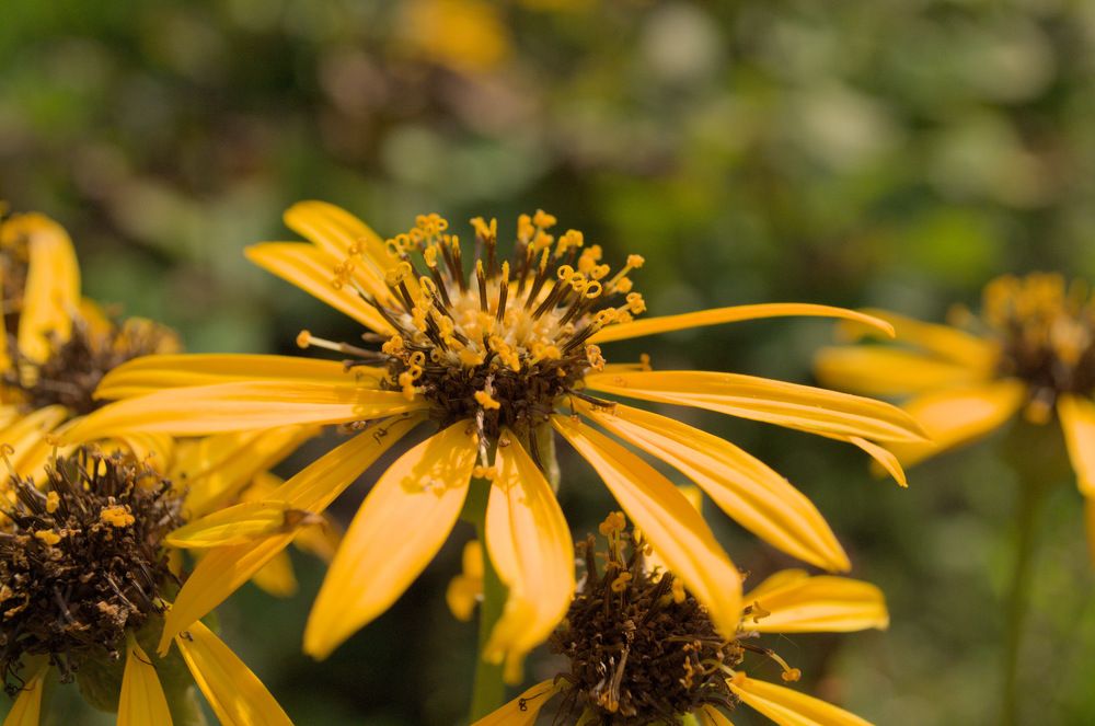 Фотография автора Мария Жданова