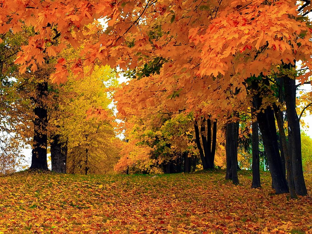 Photograph by Игорь Чеботарёв