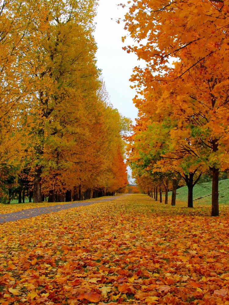 Photograph by Игорь Чеботарёв