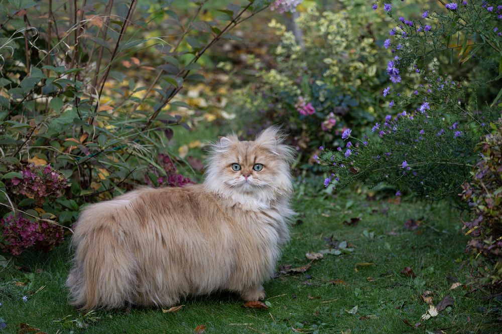 Крис на прогулке